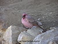 Great Rosefinch at Luboche