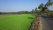 Rice fields along the road to Bollywood Hotel in Colva, Goa