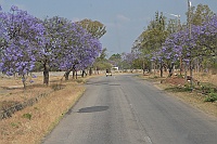 Jacaranda trees are in bloom at the city of Bulawayo.