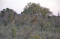 Southern Giraffe in Kruger park.