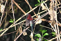 Western Crimson Sunbird, Colva, Goa 2006