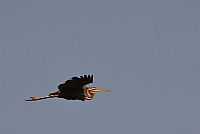 Purple Heron, Colva, Goa 2013