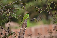Green Bee-eater, Backwood Camp Goa 2013