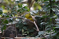 Yellow-browed Bulbul, Backwood Camp, Goa 2013