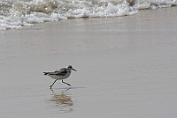 Sanderling, Colva beach, Goa, november 2013