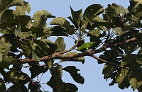 Jerdons Leafbird, Bondla W.S., Goa, november 2013